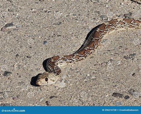 Gopher Snake Hunting for Prey on Arizona Road Stock Photo - Image of ...