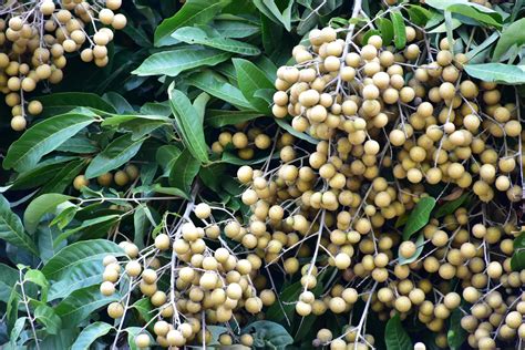 Longan Tree Fruit