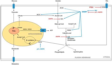 Overview of Cancer Metabolism and Signaling Transduction