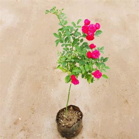 Miniature Rose Flower Gulab Pink in 7 Inch Nursery Plant : Amazon.in ...