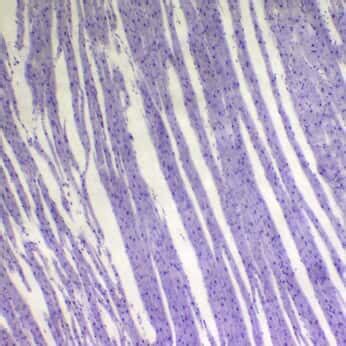 Cole-Parmer Prepared Slide, Muscle, 3 Types from Cole-Parmer India