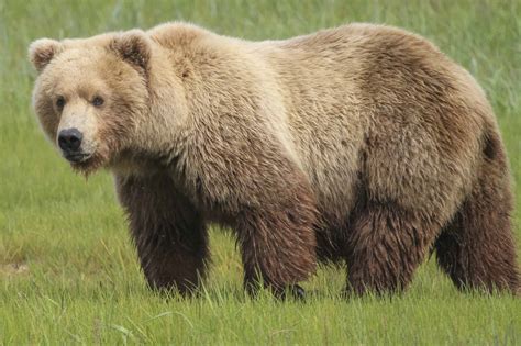 All About Grizzly Bears: Wild and Captive - A-Z Animals Slideshows