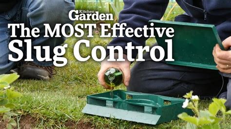 Image result for Homemade Slug Control