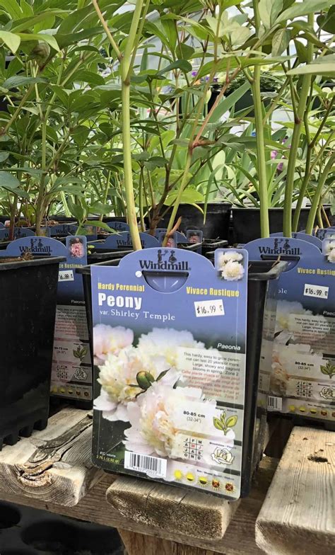 Shirley Temple peony 🌸 Explore the timeless grace and charming blooms ...