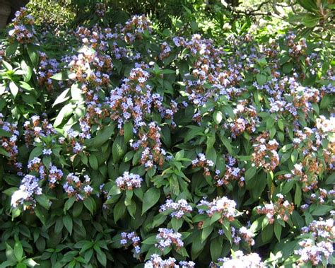 Eranthemum - JungleKey.in Image