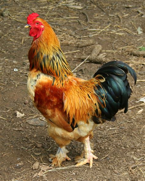 Chicken Little Game GUI Java 的图像结果