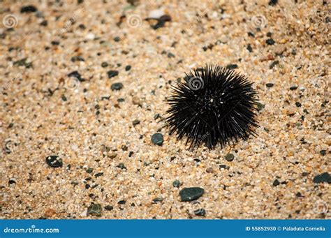 Black sea urchin stock photo. Image of risk, concept - 55852930