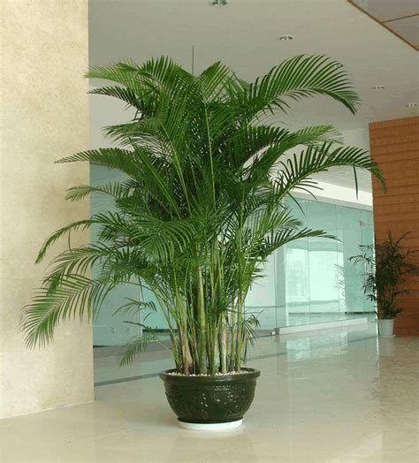 大叶子盆栽植物图片（这6种大叶子植物适合客厅养美观又大方） – 碳资讯