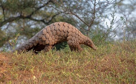 Border, forest officials seize live pangolins, deer horns on Bihar ...