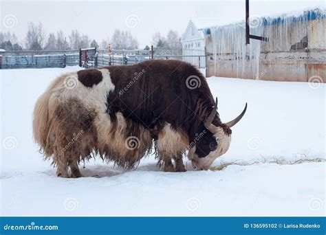 The Wild Altai Yak Bos Mutus, Russia Stock Photo - Image of mammal ...
