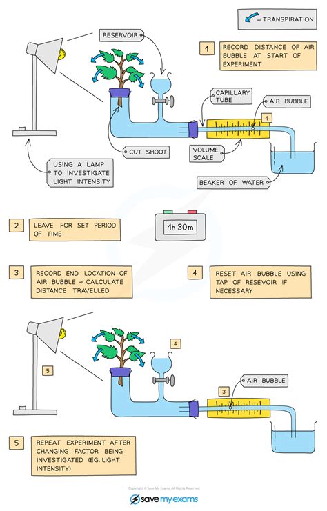 Rate Of Transpiration
