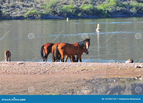 Arizona Landscape with Salt River Wild Horses Stock Image - Image of ...