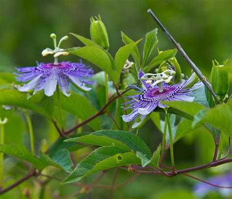Maypop (Passiflora incarnata), N America's native passionflower that's ...