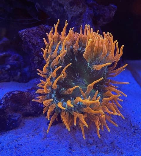 California - Live Goods - Colorado Sunburst Anemone - For Sale ...