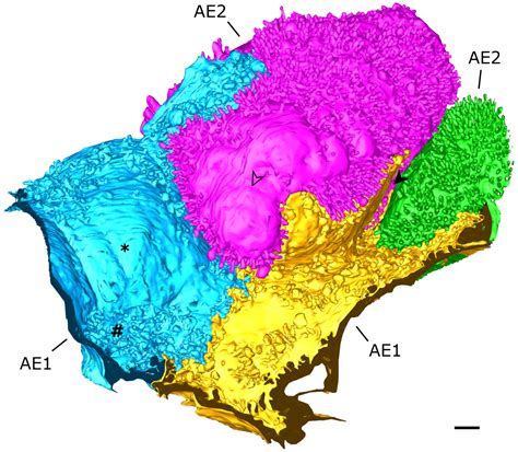 The Three-Dimensional Ultrastructure of the Human Alveolar Epithelium ...