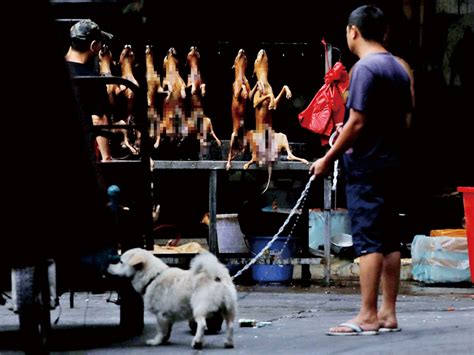 玉林狗肉節爭議中開吃 變態食客攜寵物狗吃狗肉 - 澳門力報官網