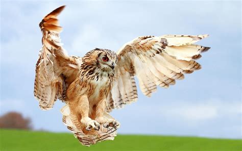 Owl in flight for prey wallpapers and images - wallpapers, pictures, photos