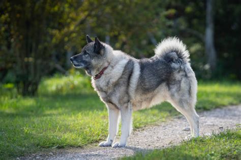 Norwegian Elkhound – GoofyTails