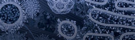 Image result for Lymphoid Cell Lineage