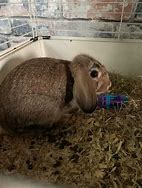 Image result for Mini Rex Holland Lop Mix