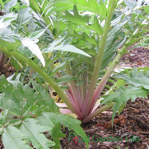 Want a Bold Vegetable? Grow This Promethean Plant (the Cardoon) — Food Garden Life: Edible ...