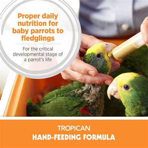 Pet Parrot Hand Feeding Formula 的图像结果