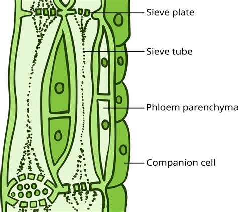 Transportation by phloem — lesson. Science CBSE, Class 10.