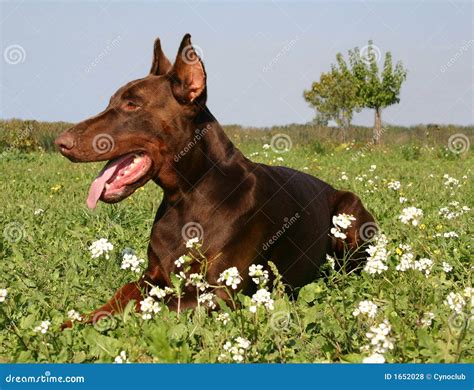 Brown doberman stock photo. Image of doberman, loyal, nature - 1652028
