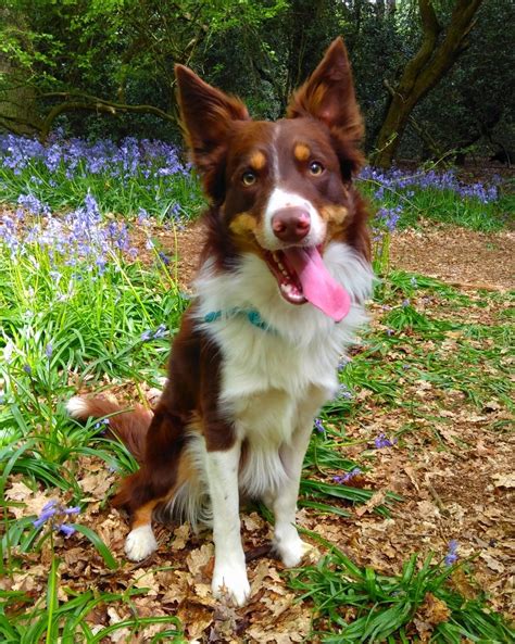 Red Border Collies