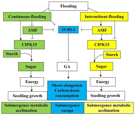 Arbuscular Mycorrhizal Fungi Mediate the Acclimation of Rice to Submergence