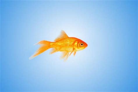 描写各种各样的金鱼的句子 形容各种各样金鱼的优美句子