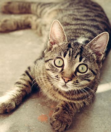 Hoggard and Sons Funeral Home | Piggott, AR Funeral Home ...