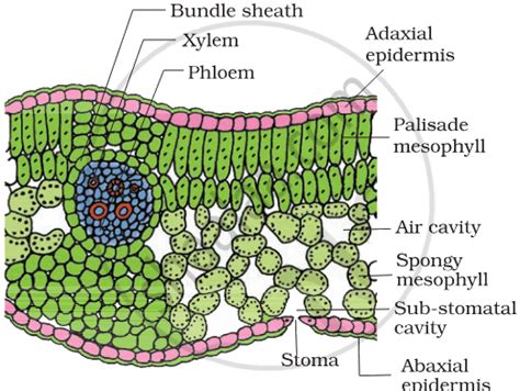 Describe the internal structure of a dorsiventral leaf with the help of ...