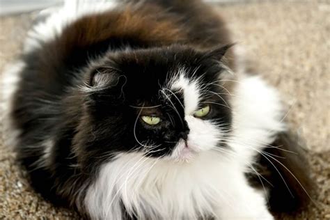 5 Razas de gatos ideales para departamento