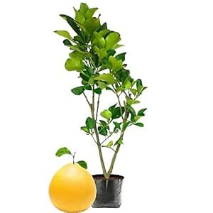 IXORA Pomelo Assembly Yellow Gaint Chakotra kambili naranga Jambura ...