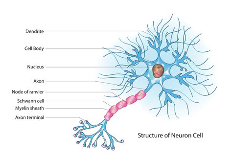 Adaptations Of Nerve Cells Gcse
