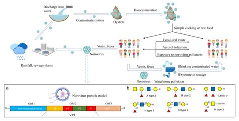 Research Progress on Biological Accumulation, Detection and ...