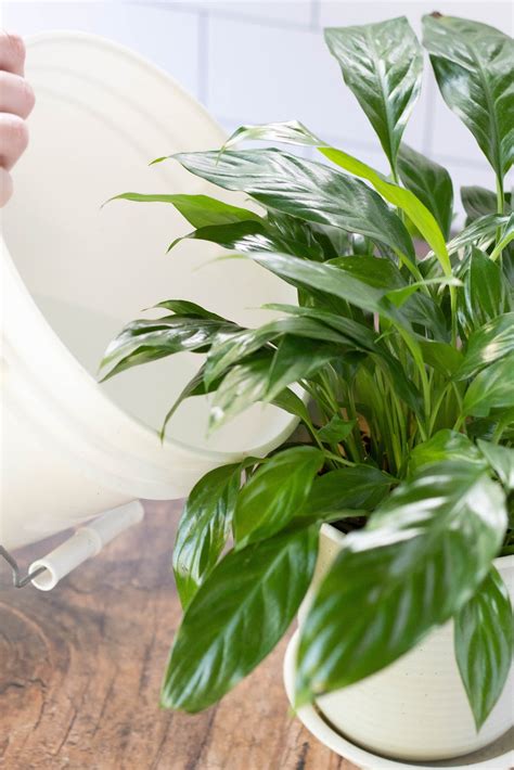 How to Fertilize Peace Lily | Step-By-Step Guide (with Pictures and Video)
