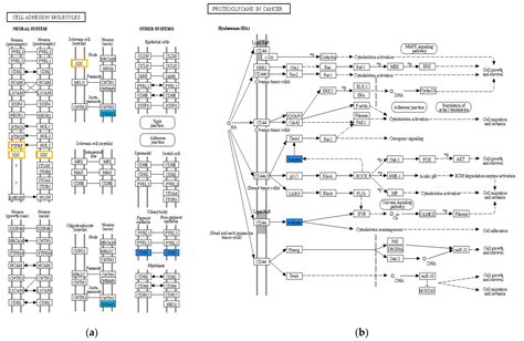 Assessing Gene Expression Related to Cisplatin Resistance in Human Oral ...