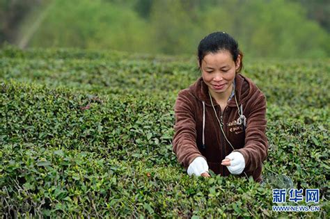 蒙山县举办采茶节活动展现瑶乡多姿多彩民族风情 - 广西统一战线