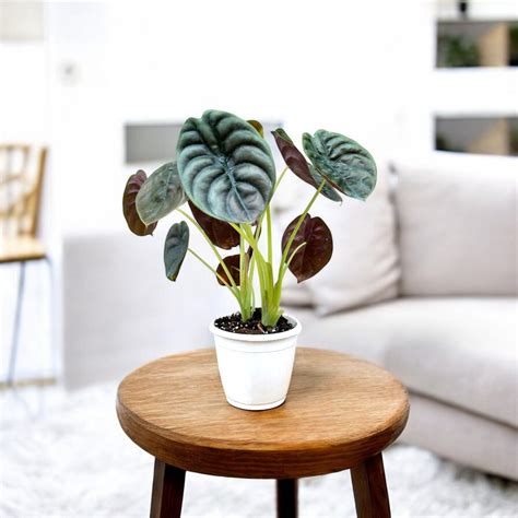 Buy Alocasia Cuprea 'Red Secret' Plant online at best price