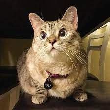 Image result for Inappropriate Scratch Projects