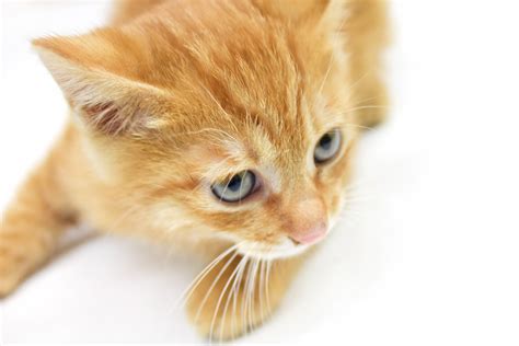 猫 画像 に対する画像結果