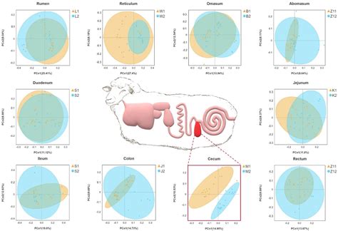 Distribution and Difference of Gastrointestinal Flora in Sheep with ...