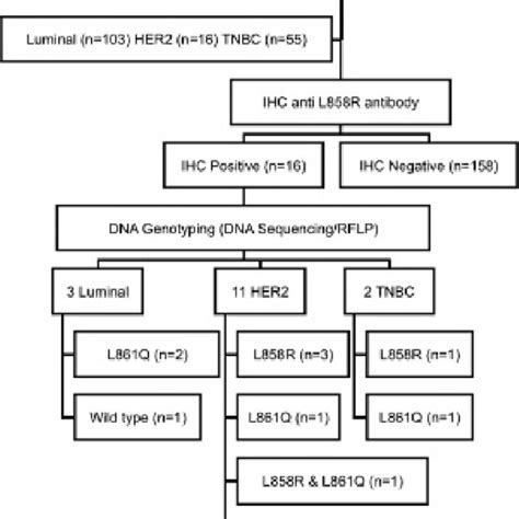 Image result for Lymphgen Algorithm