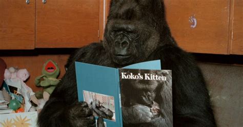 Documentary on Koko the gorilla doesn’t come out with it: can she ...