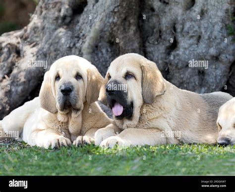 Two Spanish Mastiffs purebred dog puppies lying on the grass Stock Photo - Alamy