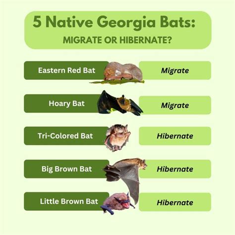 Do Bats Migrate or Hibernate? - All South Pest Control
