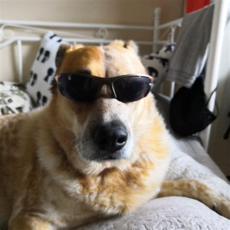 My doggo wearing glasses : doggos