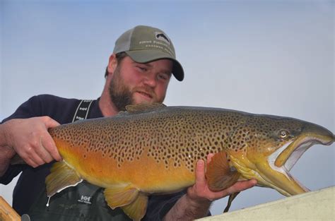 Connecticut Stocks State Record Brown Trout - On The Water